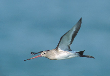 Black-tailed Godwit (Limosa limosa) photo