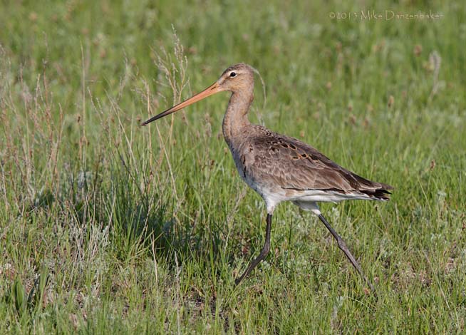 Black-tailed Godwit (Limosa limosa) photo