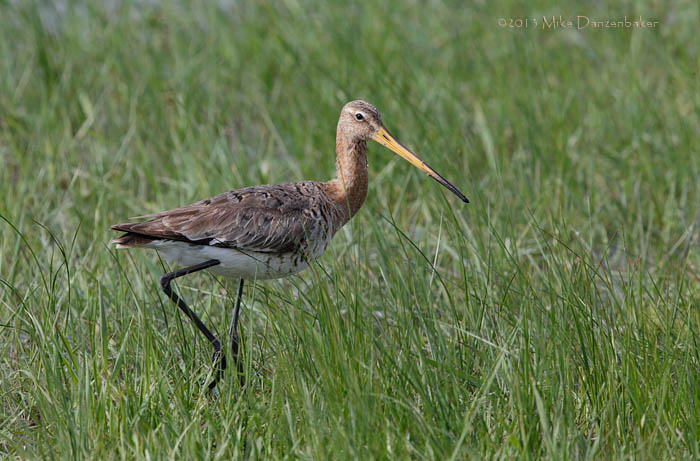 Black-tailed Godwit (Limosa limosa) photo