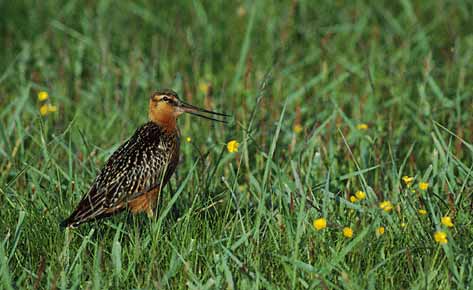 Bar-tailed Godwit (Limosa lapponica) photo image