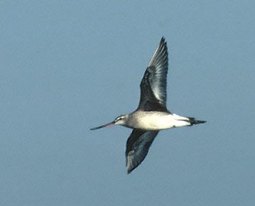 Hudsonian Godwit (Limosa haemastica) photo image