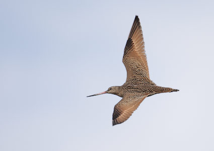 Marbled Godwit (Limosa fedoa) photo