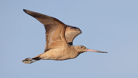 Marbled Godwit (Limosa fedoa) photo