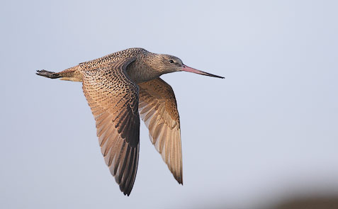 Marbled Godwit (Limosa fedoa) photo