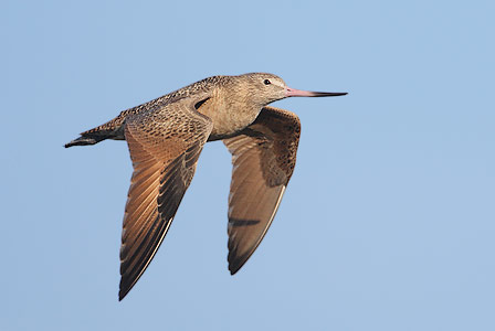 Marbled Godwit (Limosa fedoa) photo