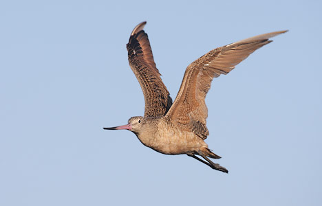 Marbled Godwit (Limosa fedoa) photo