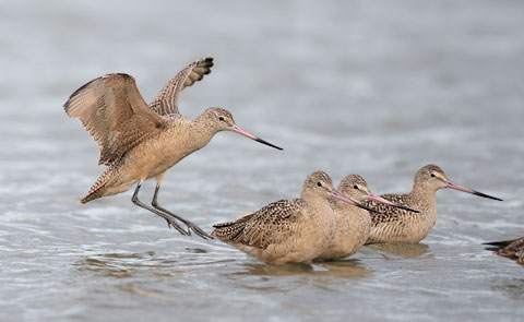 Marbled Godwit (Limosa fedoa) photo