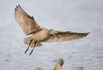 Marbled Godwit (Limosa fedoa) photo