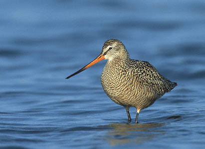 Marbled Godwit (Limosa fedoa) photo image