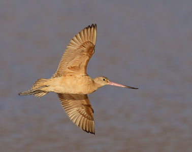 Marbled Godwit (Limosa fedoa) photo image