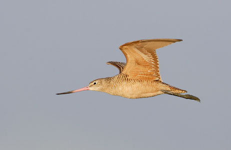 Marbled Godwit (Limosa fedoa) photo