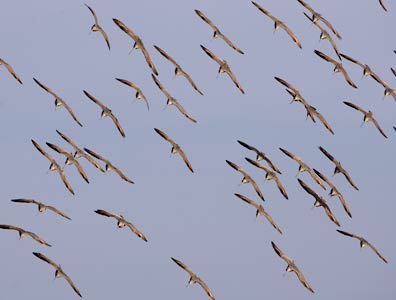 Marbled Godwit (Limosa fedoa) photo
