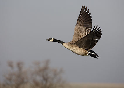 Canada Goose (Branta canadensis) photo image