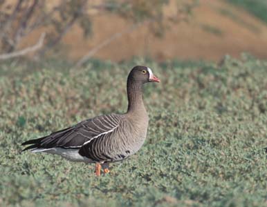 Lesser White-fronted Goose (Anser erythropus) photo image