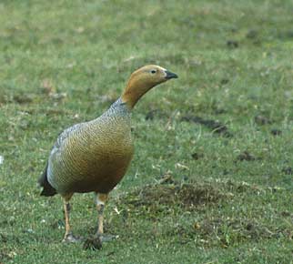 Ruddy-headed Goose (Chloephaga rubidiceps) photo image