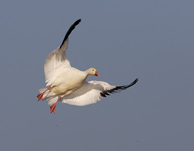 Snow Goose (Chen caerulescens) photo image