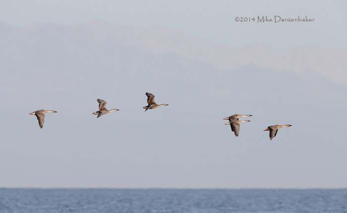 Swan Goose (Anser cygnoides) photo image
