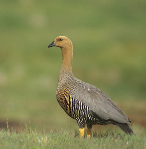 Upland Goose (Chloephaga picta) photo image