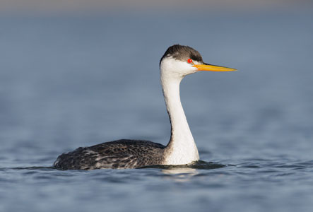 Clark's Grebe (Aechmophorus clarkii) photo image