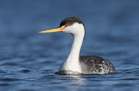 Clark's Grebe (Aechmophorus clarkii) photo image