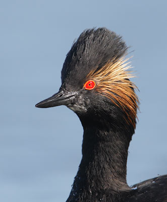 Eared Grebe (Podiceps nigricollis) photo image