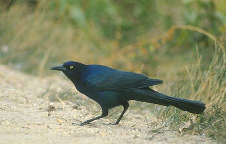 Boat-tailed Grackle (Quiscalus major) photo image