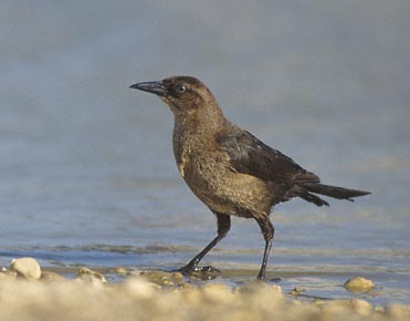 Boat-tailed Grackle (Quiscalus major) photo image