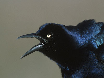 Great-tailed Grackle (Quiscalus mexicanus) photo