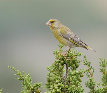 European Greenfinch (Carduelis chloris) photo image