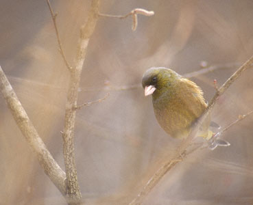 Oriental Greenfinch (Carduelis sinica) photo image