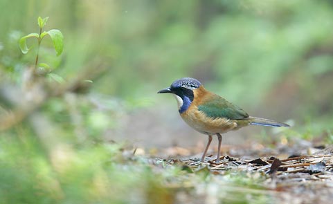 Pitta-like Ground Roller (Atelornis pittoides) photo image