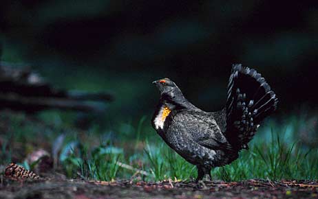 Sooty Grouse (Dendragapus fuliginosus) photo image