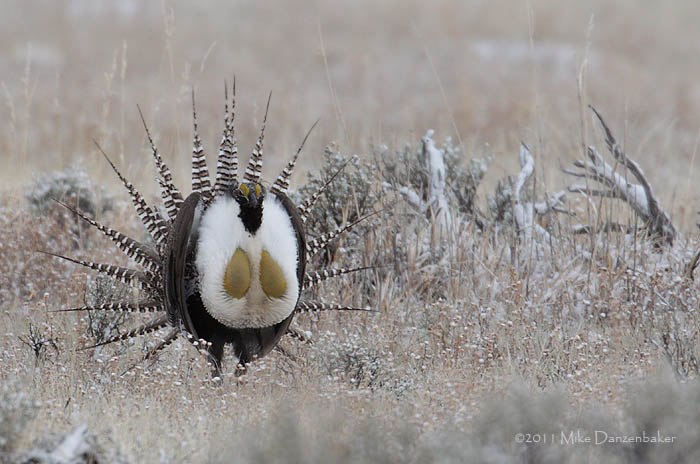 Gunnison Grouse (Centrocercus minimus) photo