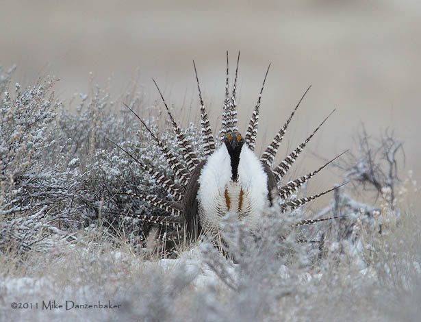 Gunnison Grouse (Centrocercus minimus) photo