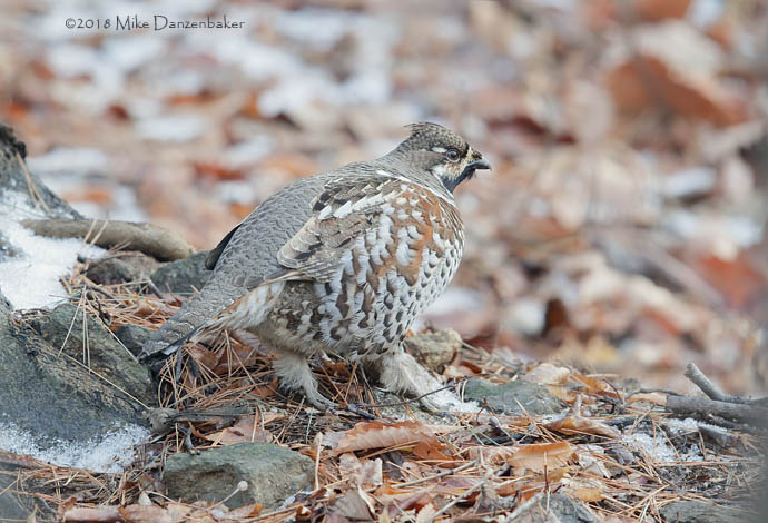 Hazel Grouse (Tetrastes bonasia) photo image