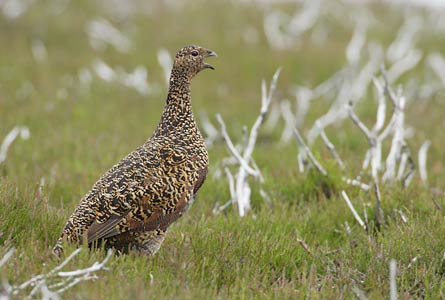Red Grouse (Lagopus lagopus lagopus) photo image