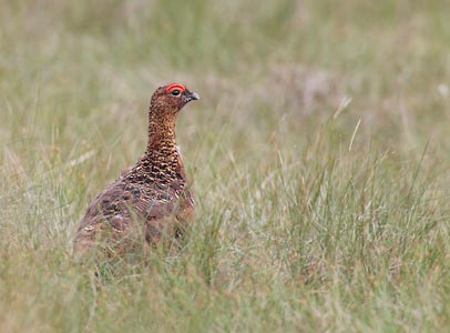 Red Grouse (Lagopus lagopus lagopus) photo image