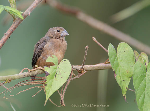 Blue-black Grassquit (Volatinia jacarina) photo