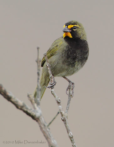Yellow-faced Grassquit (Tiaris olivacea) photo