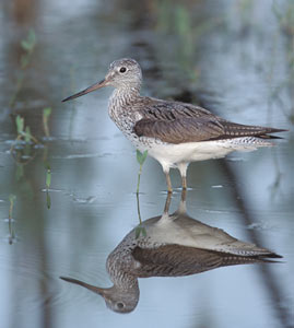 Common Greenshank (Tringa nebularia) photo image