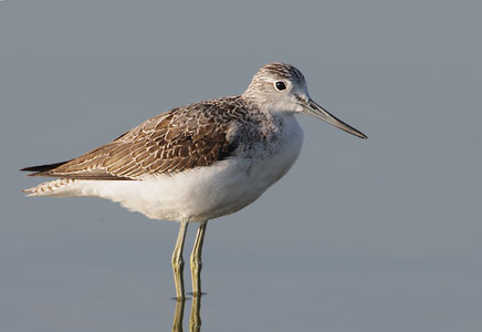Common Greenshank (Tringa nebularia) photo image