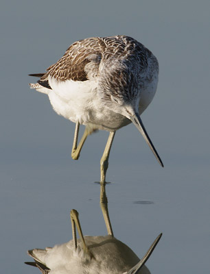 Common Greenshank (Tringa nebularia) photo image
