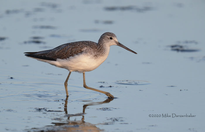 Common Greenshank (Tringa nebularia) photo image