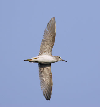 Common Greenshank (Tringa nebularia) photo