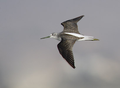 Common Greenshank (Tringa nebularia) photo
