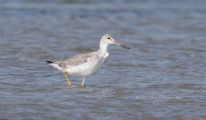 Nordmann's Greenshank (Tringa guttifer) photo image