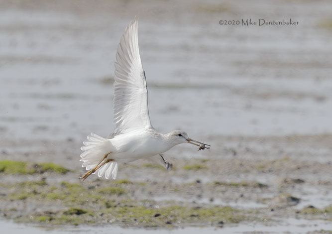 Nordmann's Greenshank (Tringa guttifer) photo image