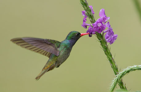 Blue-throated Sapphire (Hylocharis eliciae) photo image