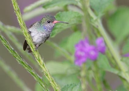 Blue-throated Sapphire (Hylocharis eliciae) photo image