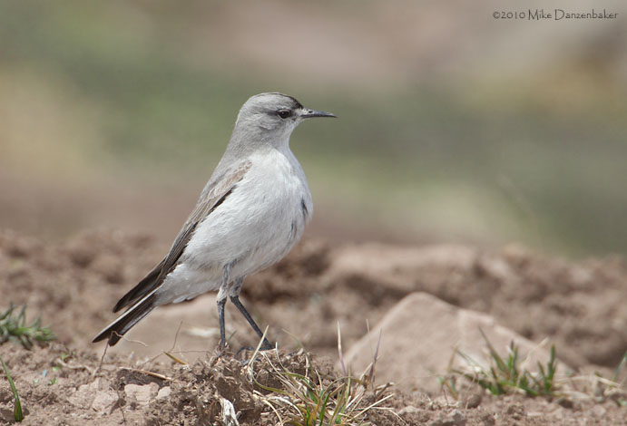 Black-fronted Ground Tyrant (Muscisaxicola frontalis) photo image